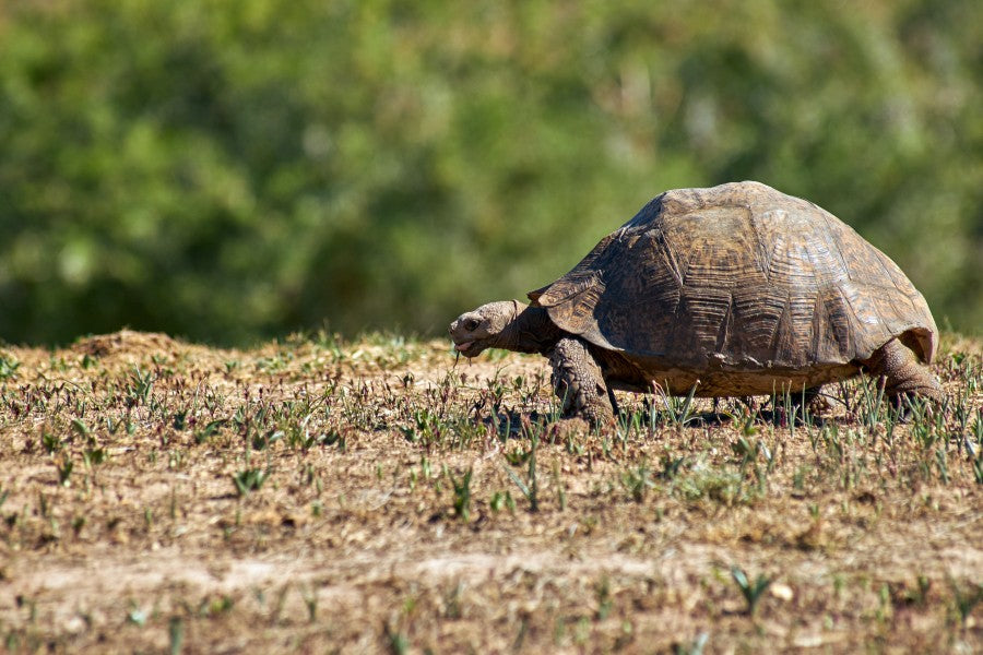 Slow & Steady Wins The Race: Why Sales is a Slow Process