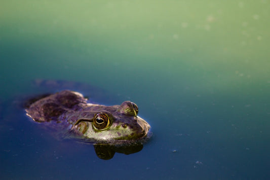 Get comfortable kissing those frogs